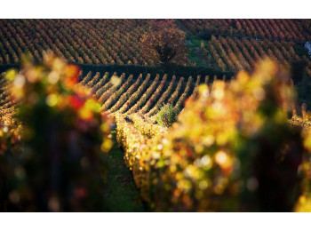 Domaine Dujac